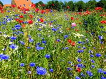 Kornblumen auch als Heilkraut einsetzbar