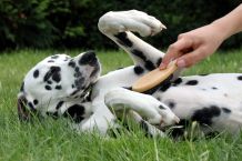 Im Tierheim helfen