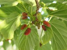 Maulbeermarmelade