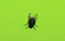 Fliegen "psychologisch" fangen