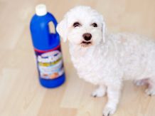 Hundeurin und Uringestank aus Laminat entfernen