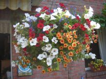 Wasser beim Gießen von Blumenampeln besser dosieren
