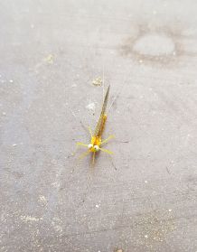 Insektenspray / Raumspray selber machen