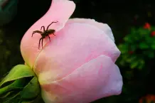 Spinnen aufsaugen ohne dass sie wieder herauskrabbeln