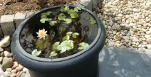 Kübelteich auf der Terrasse