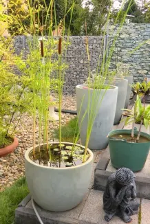 Kübelteich auf der Terrasse