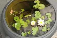 Kübelteich auf der Terrasse
