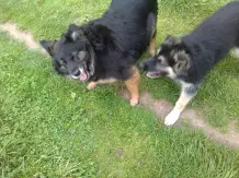 Mittel gegen Haarausfall bei Hunden