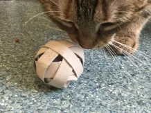 Katzenspielzeug selber machen