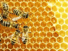 Wissenswertes über Honig, Bienen und Imker