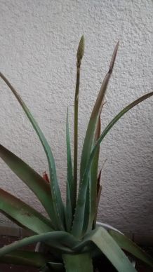 Aloe-Vera für Haut und Haare