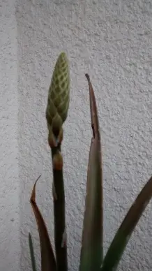 Aloe-Vera für Haut und Haare