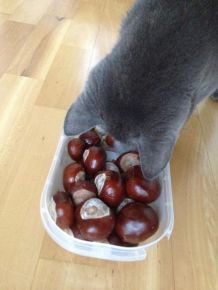 Katzenspielzeug selber machen - kostenlos