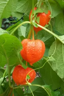 Physalis im Garten anbauen