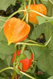 Physalis im Garten anbauen