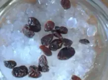 Limonade mit Wasserkefir selber machen