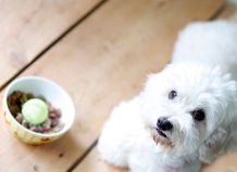 Anti-Schling-Hilfe für Hunde