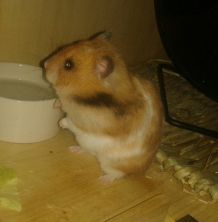 Hamster beschäftigen
