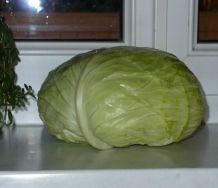 Kohlrouladen mit Jaromakohl