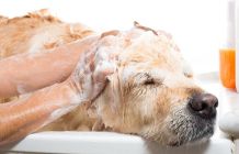 Shampoo einfach selber machen