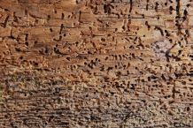 Holzwurm biologisch bekämpfen