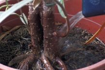 Mit Wärmflasche Blumen gießen