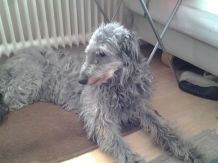 Weihrauch-Tabletten bei Hunden mit Gelenkschmerzen