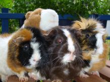 Meerschweinchen aneinander gewöhnen