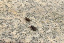So fliegen Fliegen nicht ins Haus