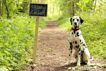 Hunde vor Zeckenbissen schützen