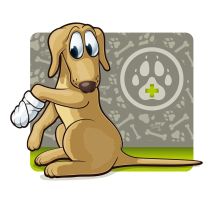 Pfotenverband beim Hund schützen