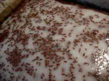 Hirschhornkuchen mit dunklem Teig