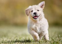 Hund stubenrein bekommen