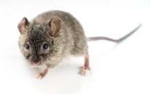 Eine Maus ist im Haus - was nun? Maus ins Freie transportieren