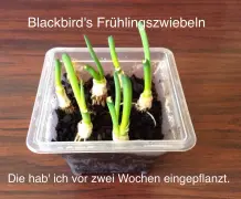 Gekaufte Frühlingszwiebeln einpflanzen