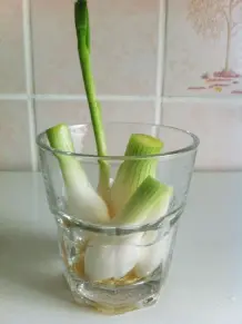 Gekaufte Frühlingszwiebeln einpflanzen