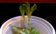 Salat nachwachsen lassen