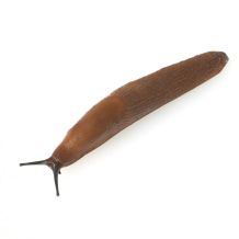 Nacktschnecken reduzieren