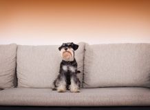 Hundehaare effektiv vom Sofa entfernen