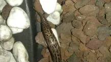 Nützling Tigerschnegel