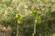Wann und wie Johannisbeeren schneiden