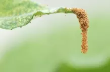 Mittel gegen Spinnmilben: Spülmittelwasser oder Rainfarn-Sud
