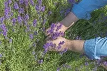 Lavendel richtig schneiden mit der Ein-Drittel–Zwei-Drittel-Methode
