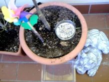 Amsel-Meisenfütterung auf dem Balkon