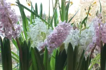 Zwiebelblumen in den Eisschrank