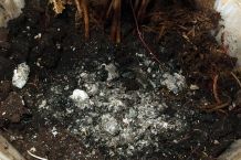 Zigarrenasche gegen Ungeziefer