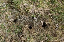 Mäuse im Garten mit Erdnussbutter fangen
