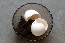 Kaffeesatz und Eierschalen in die Staudenerde/Blumenerde