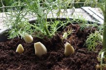 Knoblauch gegen Blattläuse