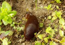Schneckenplage - Nacktschnecken im Garten
